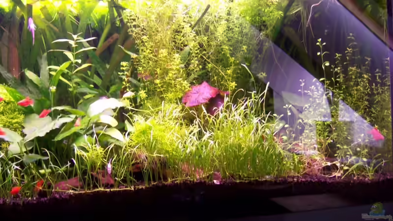 Gesamtansicht 3.1.2007 von Sebastian Seibold (5)