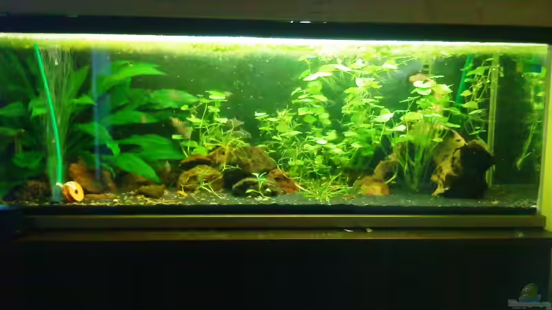 Gesamtansicht 3.9.10 von Launebär (2)