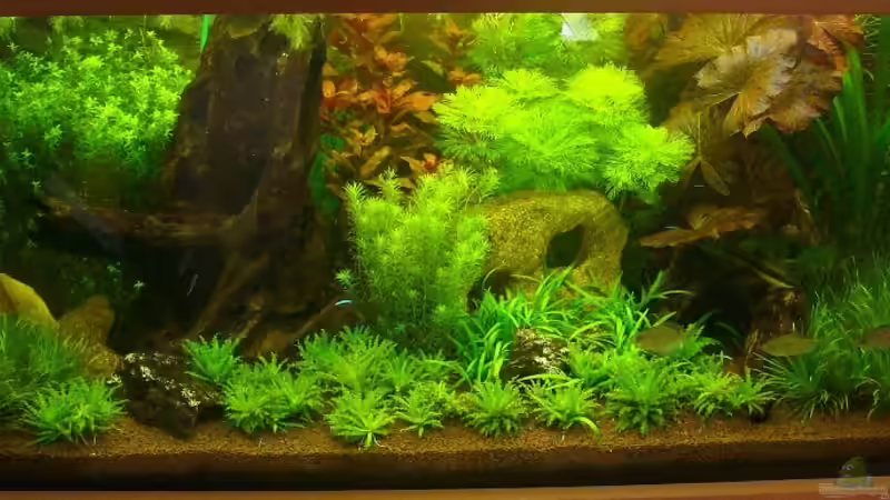 Gesamtansicht 300 Liter Gesellschaftsbecken von Alexander Albrecht (2)