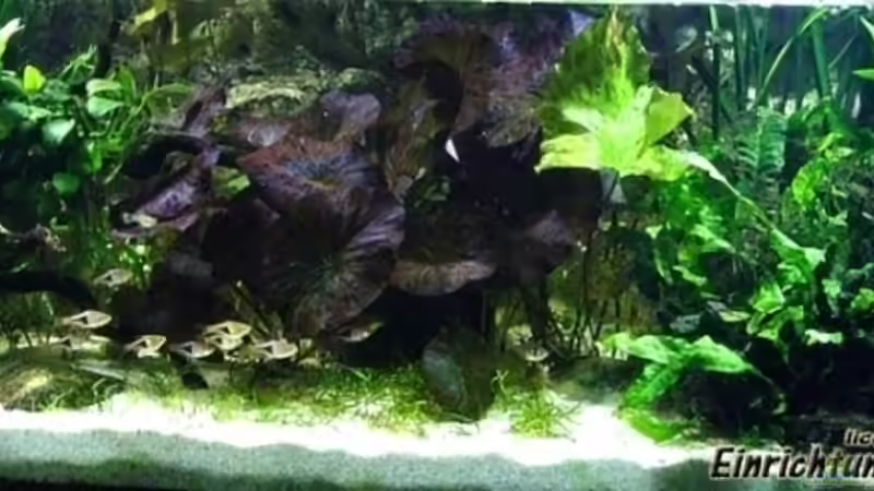 Gesamtansicht 5.6.2008 von **Die Julia** (4)