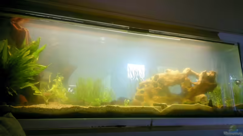 Gesamtansicht 5.8.- 1. Tag nach dem Bepflanzen von Babsi Aud (3)