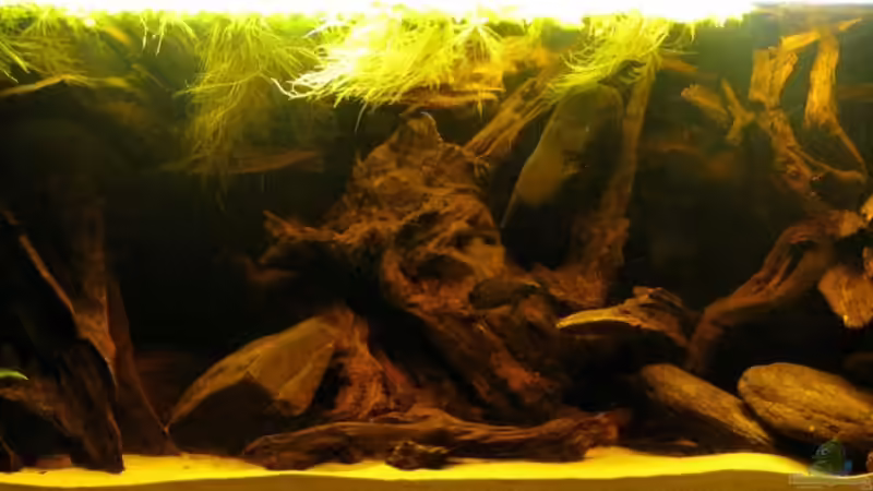 Gesamtansicht 8.5.2010