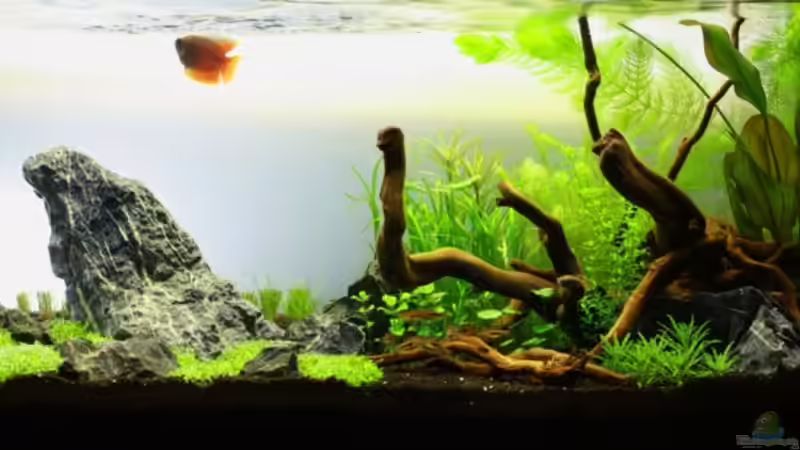 Gesamtansicht 8.Tag von aquaScaper (1)