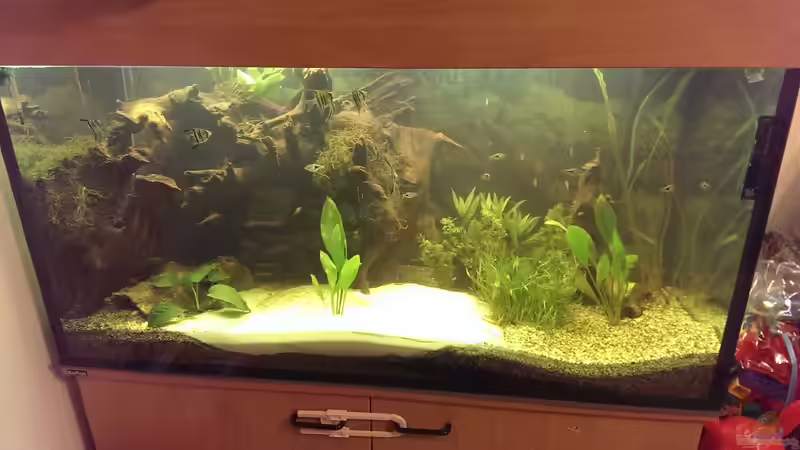 gesamtansicht aktuell von acuticeps (2)