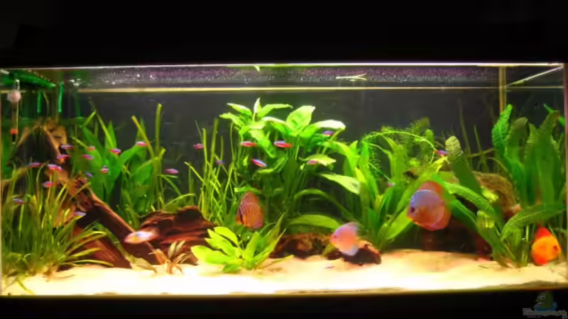 Gesamtansicht am 03.03.2009 von Dennis (1)