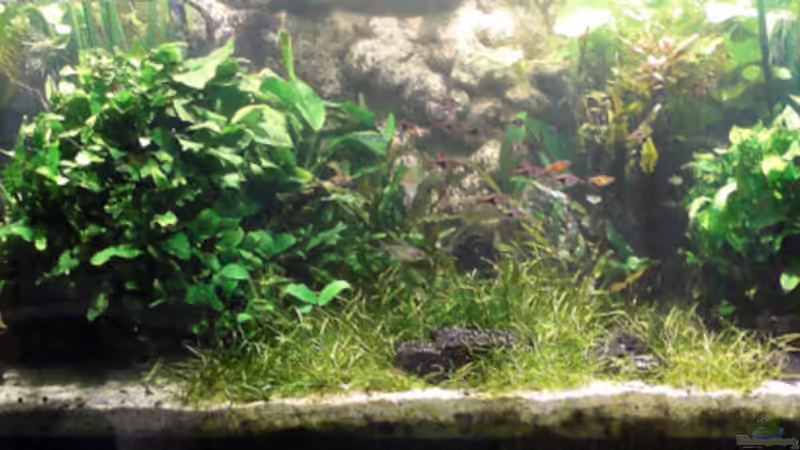 Gesamtansicht am 10.9.2009 von **Die Julia** (5)