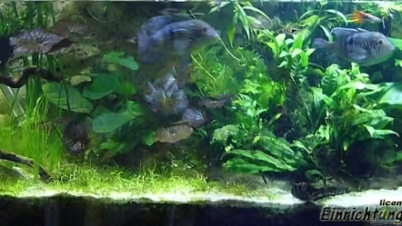 Gesamtansicht am 17.3.2008 von **Die Julia** (3)