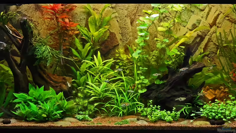 Gesamtansicht am 21-01-2013 nach Beckenumgestaltung von Dirk F. (2)