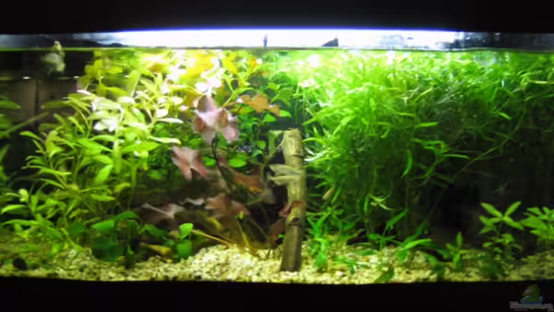 Gesamtansicht am 25.10.08 von katharina (1)