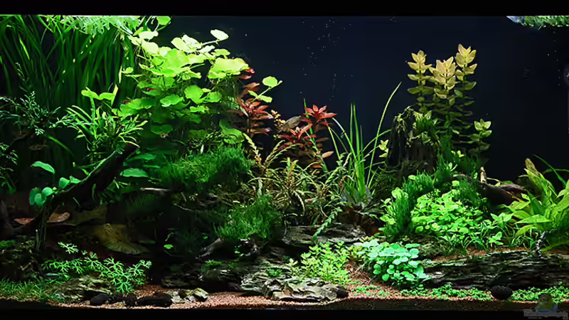 Gesamtansicht am 27-03-2013 (die Echinodorus rechts wollen noch nicht so richtig wachsen... :o/ ) von Dirk F. (5)