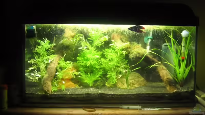 Gesamtansicht am 3.8.10 von Launebär (2)