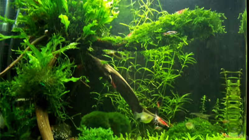 Gesamtansicht August 2008 von Buster (1)