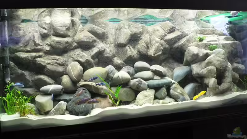 Gesamtansicht Becken, jetzt mit Besatz von Thobi (4)