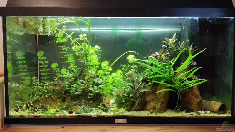 Gesamtansicht Borneo Asien von Max Wolf (2)