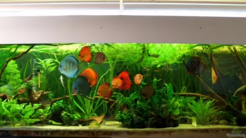 Gesamtansicht (das braune rechts im eck ist unser sessel, besseres bild folgt)