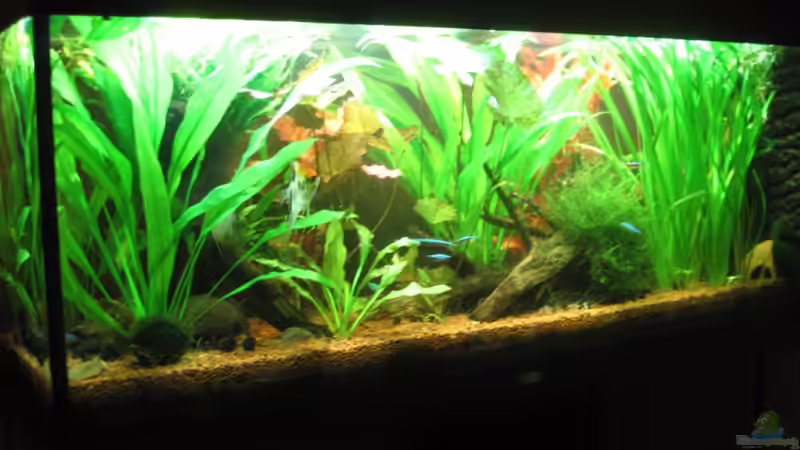 Gesamtansicht der Vorderseite - 25.08.10 von Opodeldok (6)