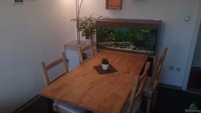 Gesamtansicht des Aquariums von tobi2201 (2)