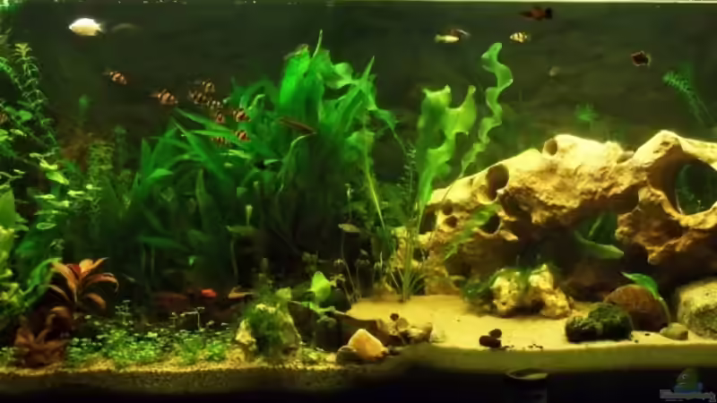 Gesamtansicht des Becken am 23.08 von Babsi Aud (7)