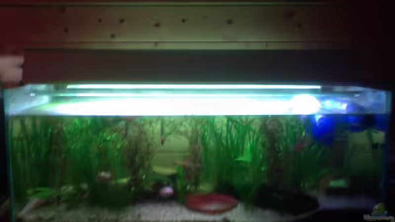 Gesamtansicht des Becken von ruepel-rocker (2)