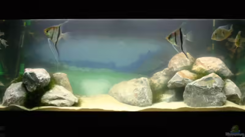 Gesamtansicht des Beckens am Tag der Einrichtung (30.11.08) von Nadine Brinkmann (2)