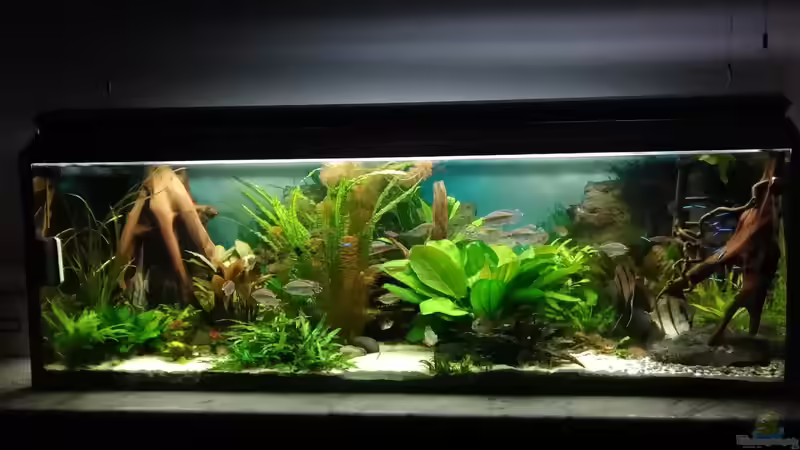 Gesamtansicht Dezemer 2017 von Grünhexe (113)