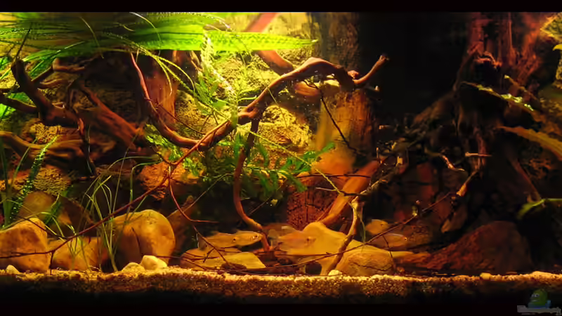 Gesamtansicht frontal vom 10.03.12 von Alex S (2)