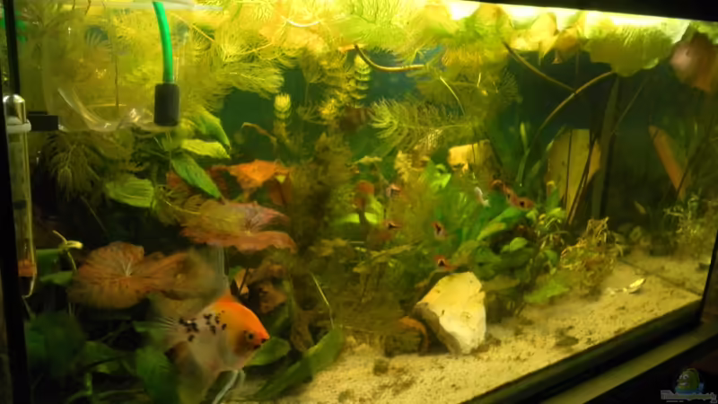 Gesamtansicht Gesselschaftsaquarium von Fisch Zimmer (1)