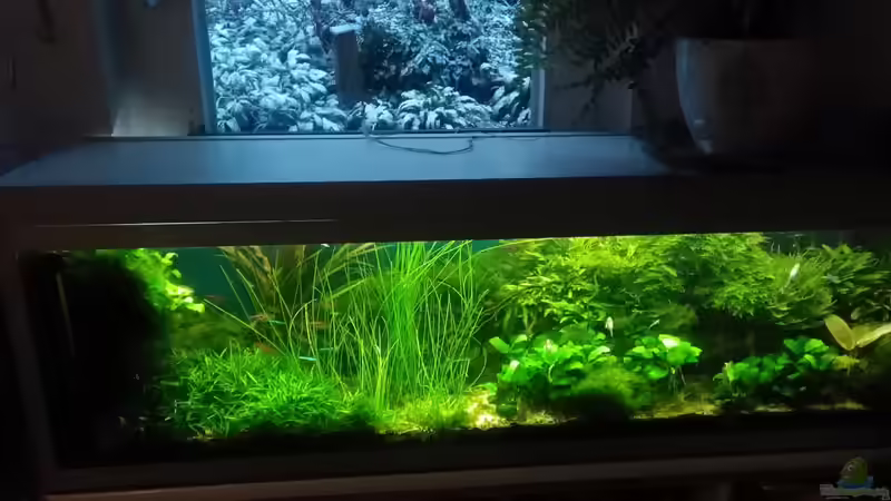 Gesamtansicht im Dez. 2017 von Grünhexe (27)