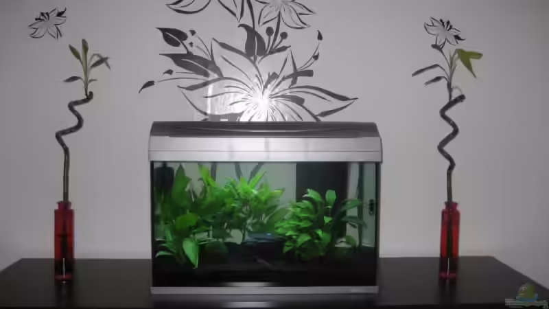 Gesamtansicht im Esszimmer von Tatjana Befus (1)