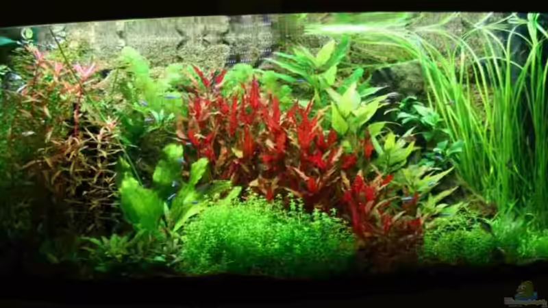 Gesamtansicht im Februar  von Mimia805 (1)