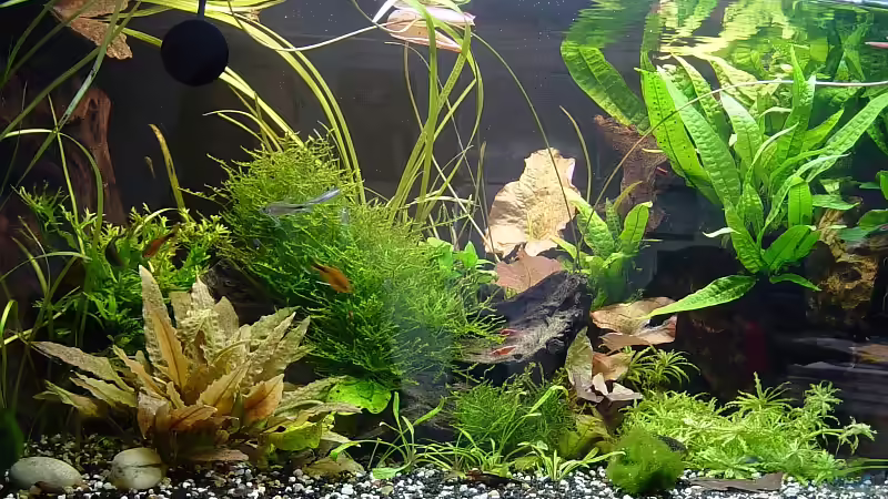 Gesamtansicht Januar 2009 von Carsten Gutsche (1)