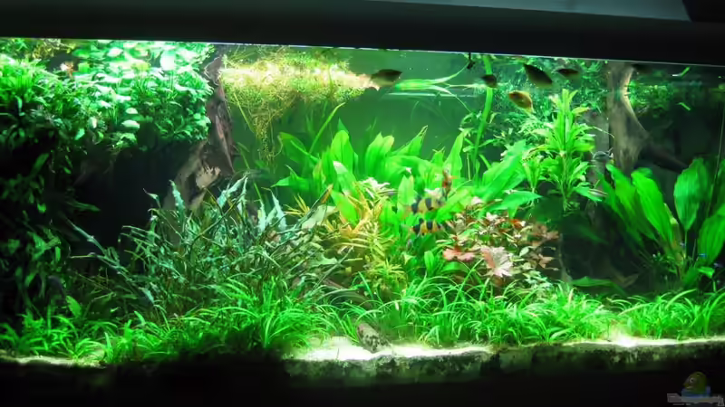 Gesamtansicht Juli 2013 von Rheinländer (1)