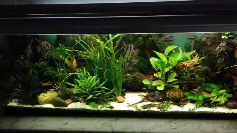 Gesamtansicht Juli 2017 von Grünhexe (69)