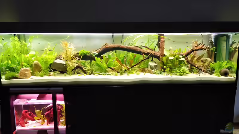 Gesamtansicht mit Aufzuchtbecken für Guppys von Woidma (54)