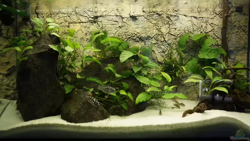 Gesamtansicht mit Barschen von Heiko Bertsch (3)