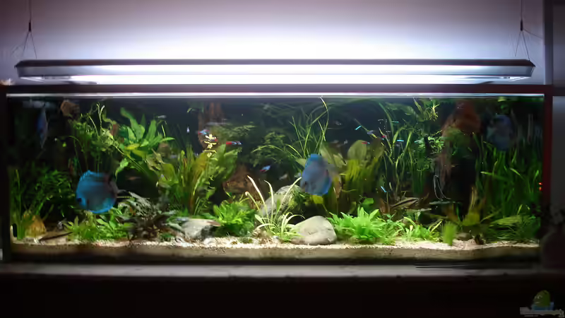 Gesamtansicht mit den ersten Diskus 2008 von Grünhexe (3)