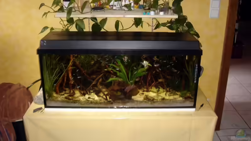 Gesamtansicht mit den herauswachsenden Zimmerpflanzen von ray-78 (5)