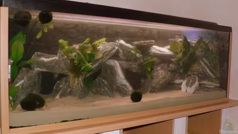 Gesamtansicht mit frisch eingesetzten Pflanzen von Peter Giesbrecht (7)