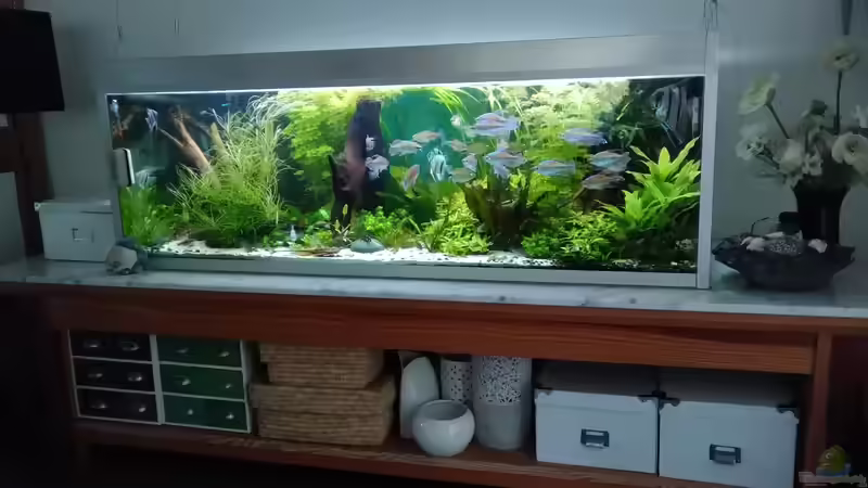 Gesamtansicht mit selbstgezimmerten Tisch von Grünhexe (11)