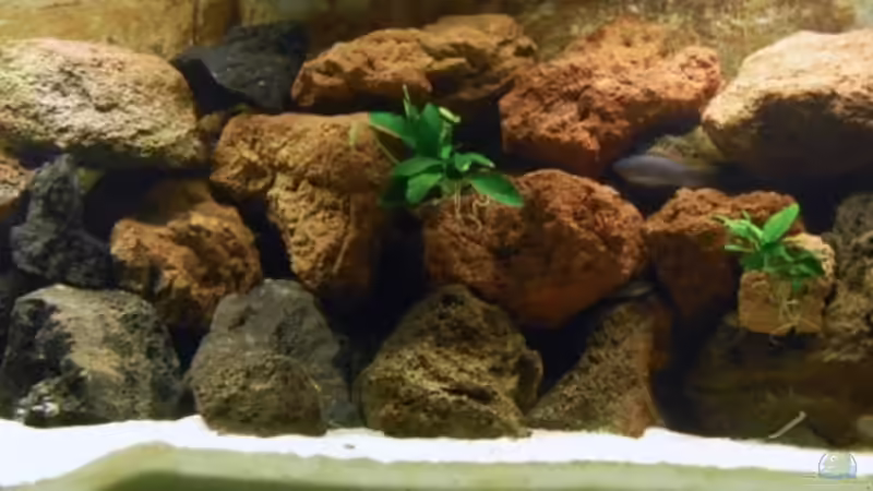 Gesamtansicht mit Teilbesatz von Angelundercover (1)