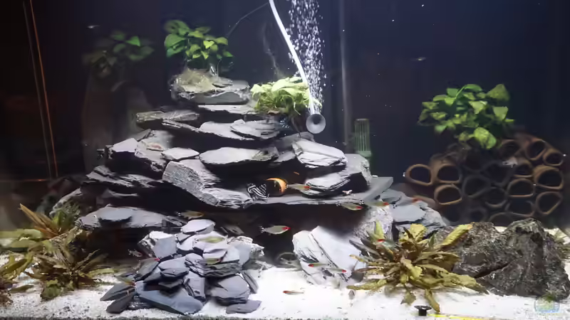 Gesamtansicht mit Zebra von Thomas De Vries (3)