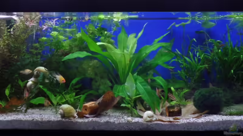 Gesamtansicht nach 14 Tagen von raubsau (9)