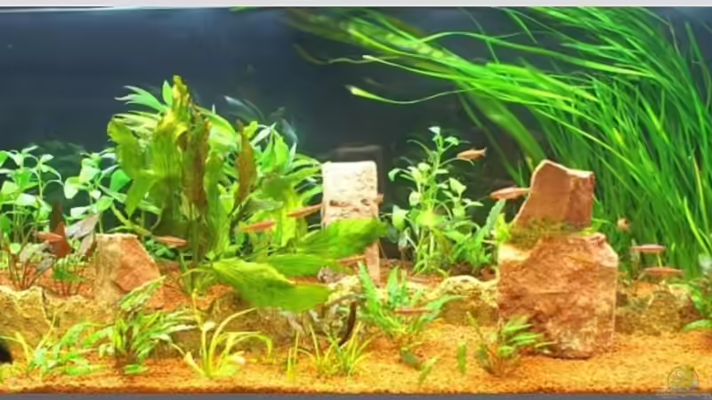 Gesamtansicht nach ´Gärtnerei´ am WE ... jetzt muss es nur noch wachsen  von Christian Zwick (17)