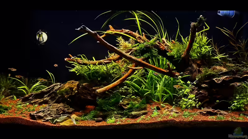 Gesamtansicht nach Layoutüberarbeitung Anfang Dez. `13 - die Wurzel hat leider noch von Dirk F. (4)