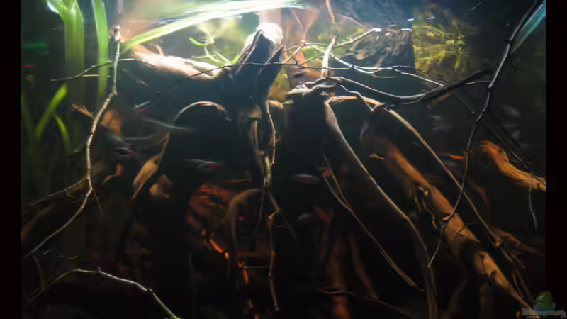 Gesamtansicht oberer Beckenteil 06.01.12 von Alex S (7)