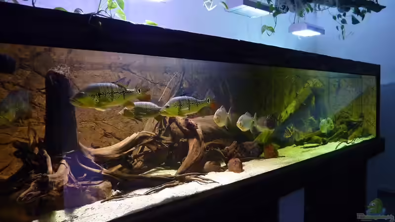 Gesamtansicht Oktober 2013 von aquazonica (1)