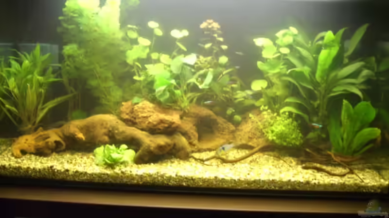 Gesamtansicht Pflanzen (1. Bild) von Mario H. (4)