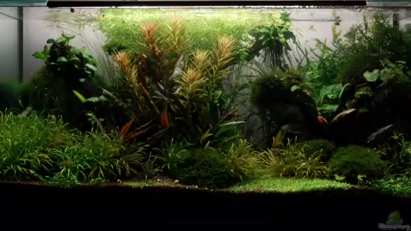 Gesamtansicht Pflanzenkiste von Kuro-Schio (1)