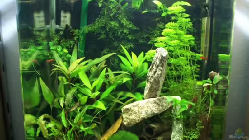 Gesamtansicht Red Fire August 2010 von Christian Zwick (4)