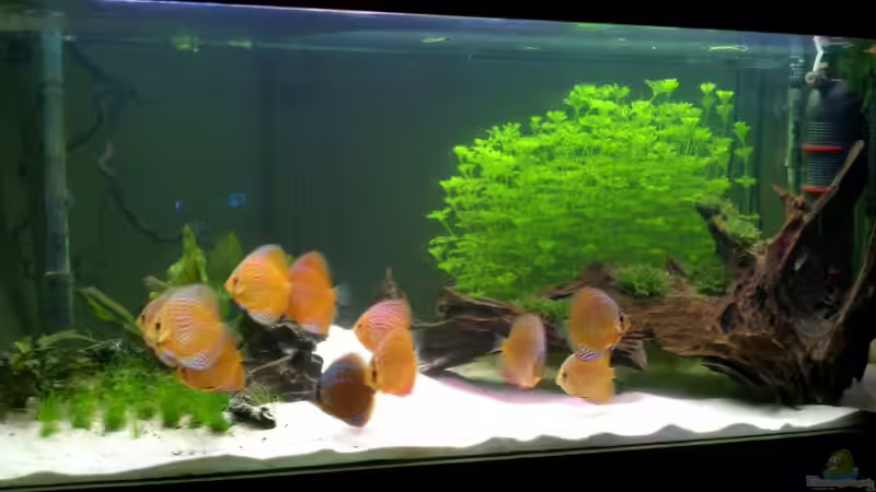 Gesamtansicht stand 04.10.2011 von diskuseum (3)